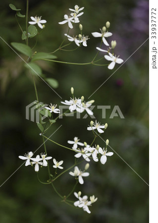 花 野生の花 ウアリ 33937772