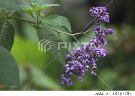 花 野生の花 韓国 33937787