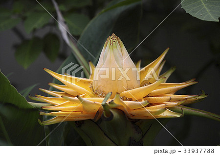 花 黄色 イエロー 33937788
