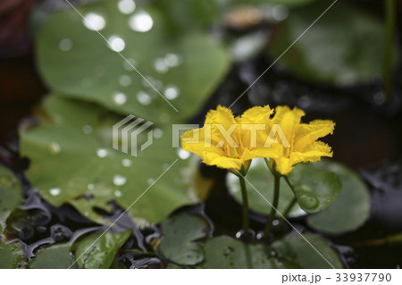 花 アサザ 愚か蓮 33937790