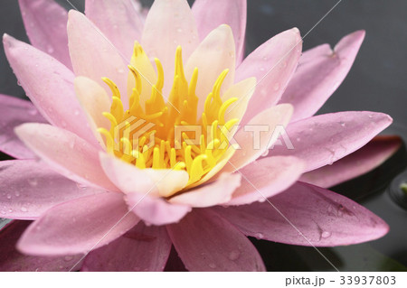 花 花芯 修練 33937803