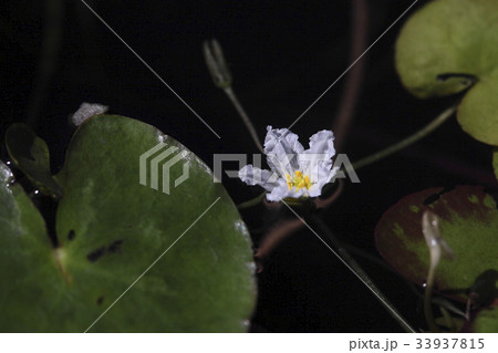 見よ 野生の花 愚か蓮 33937815