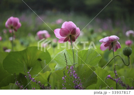 花 野生の花 蓮 33937817