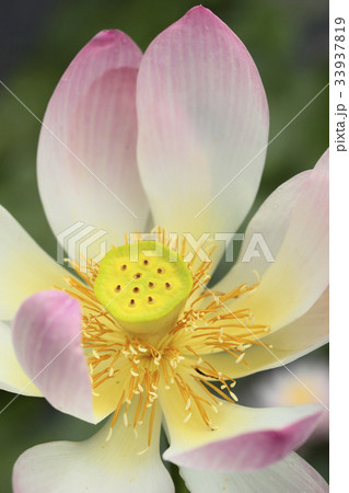 花 花芯 蓮 33937819