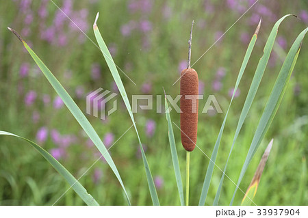 茶色 ガマ 自然 33937904