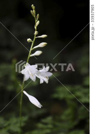 花 ビビチュ 野生の花 33937905