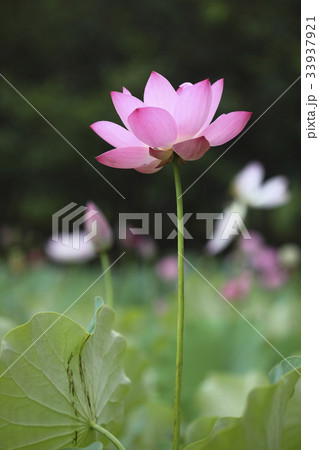 花 ピンク 蓮 33937921