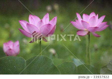 花 ピンク 蓮 33937922