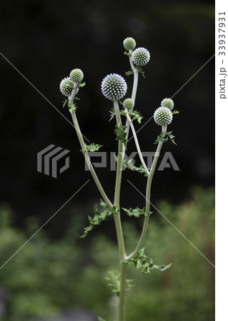 花 植物 野生の花の写真素材