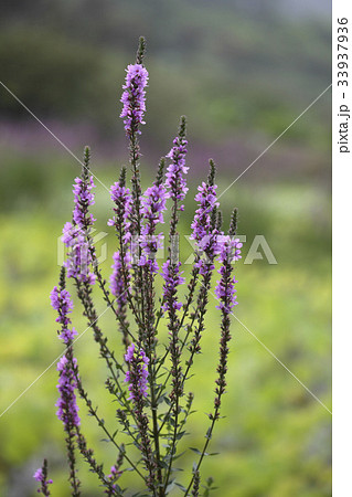 花 見よ 野生の花 33937936