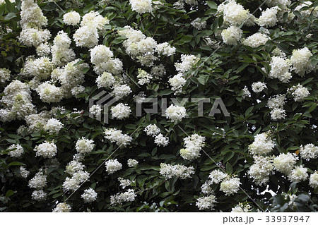 花 木アジサイ 野生の花 33937947