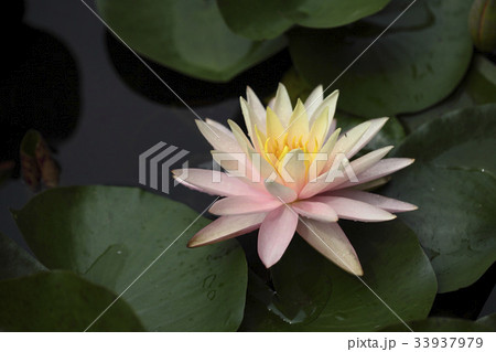 花 修練 植物 33937979