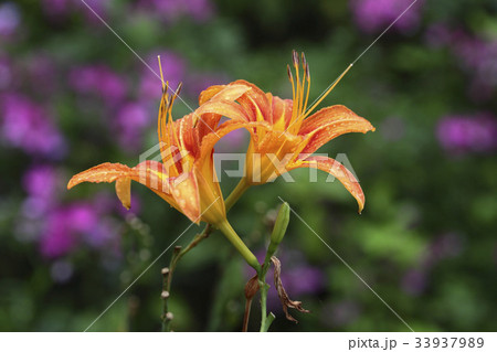 花 野生の花 ニッコウキスゲ 33937989
