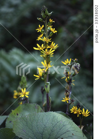 オタカラコウ 花 野生の花 33938002