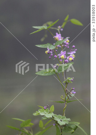 グムクォンの足 花 見よ 33938003