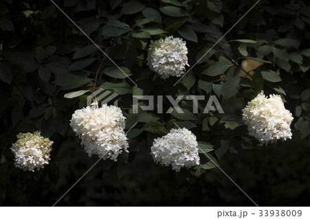 花 木アジサイ 野生の花 33938009
