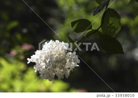 花 木アジサイ 野生の花 33938010