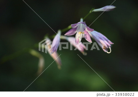 花 ビビチュ 野生の花 33938022