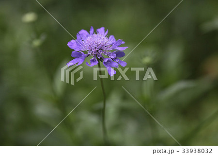 花 見よ ソルチェコト 33938032