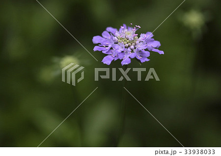 花 見よ ソルチェコト 33938033