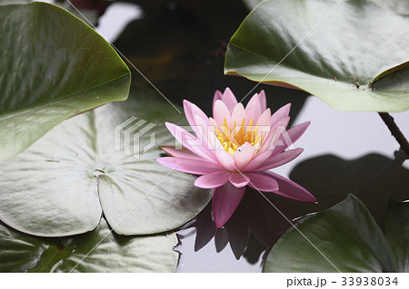 花 ピンク 修練 33938034