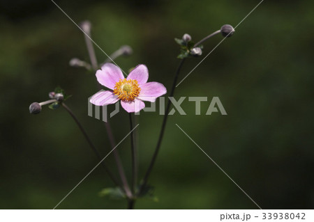 花 風花 野生の花 33938042