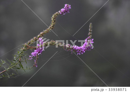 花 見よ 野生の花 33938071