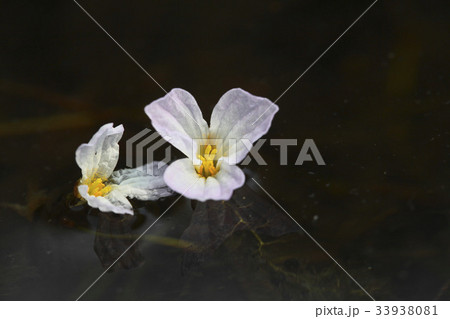 花 物質驚異 野生の花 33938081