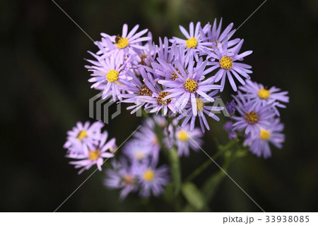 花 見よ ヨメナ 33938085