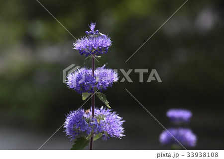 花 見よ 野生の花 33938108