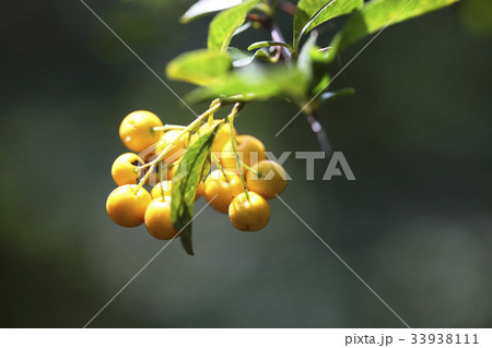 木 黄色 イエロー 33938111