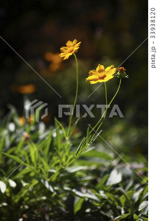 グムギェグク 花 黄色 33938120
