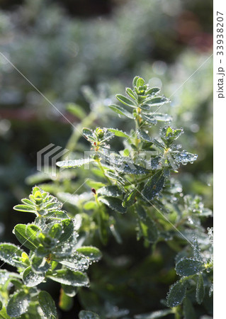 緑 緑色 水滴 33938207