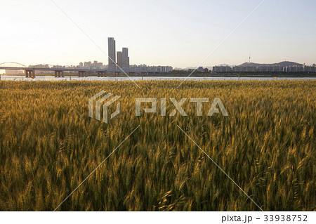 動作大橋 麦畑 ソウル 33938752