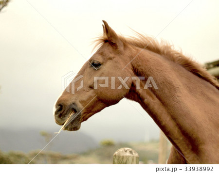 アフリカ アフリカ大陸 アフリカ産 33938992
