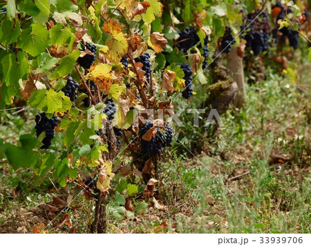 Pinot Noir/Beaune,France Pinot Noir/Beaune,France 33939706