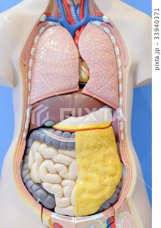 Anatomy model of the internal organs of human Anatomy model of the internal organs of human 33940371