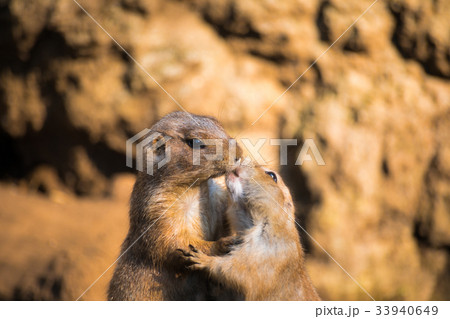 プレーリードッグ 33940649