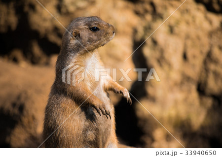プレーリードッグ 33940650