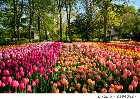 Blooming tulips flowerbed in Keukenhof flower 33940837