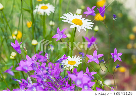 Chamomiles and other summer flowers 33941129