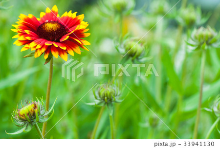 Gaillardia aristata, blanket flower 33941130
