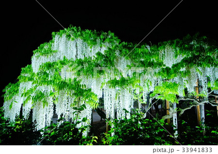藤の花/フジの花 夜景・ライトアップ 2017年5月 (栃木県 足利市) 藤の花/フジの花 夜景・ライトアップ 2017年5月 (栃木県 足利市) 33941833