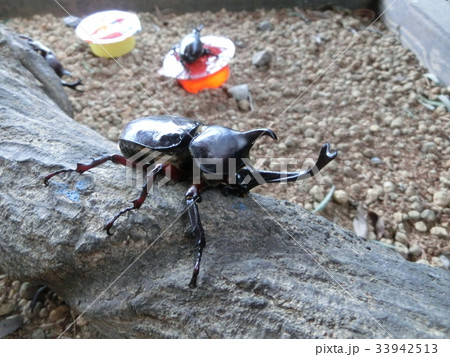 カブトムシ カブトムシ 33942513