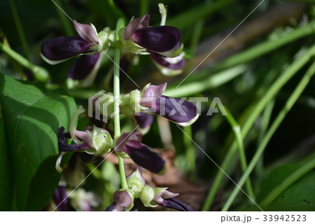 ムクナ豆の花 ムクナ豆の花 33942523