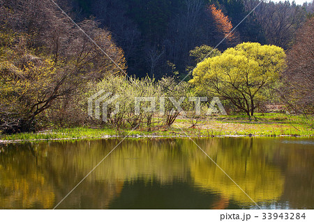 早春の沼辺 早春の沼辺 33943284