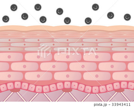 肌断面 肌断面 33943411