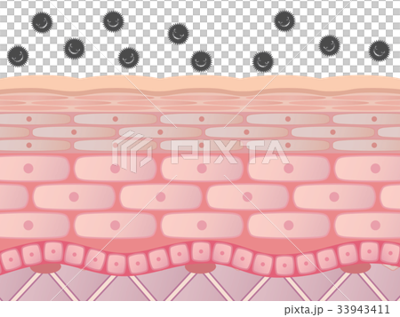 肌断面 肌断面 33943411