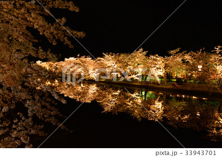 夜桜 33943701
