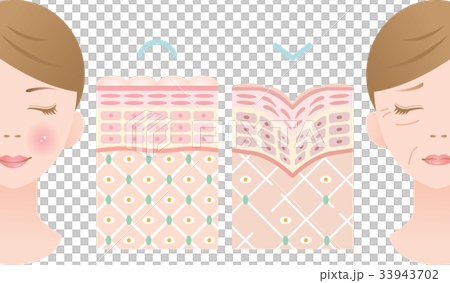 若い肌　しわ肌　断面図 33943702